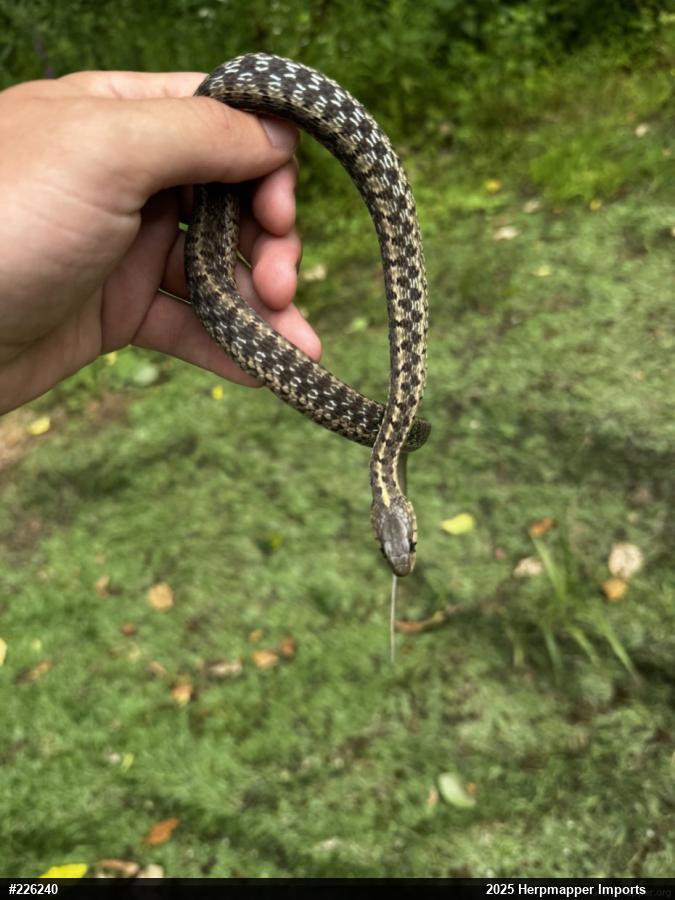 Eastern Gartersnake
