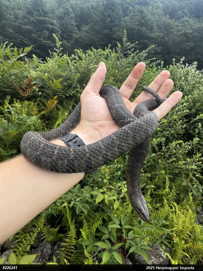 Northern Watersnake