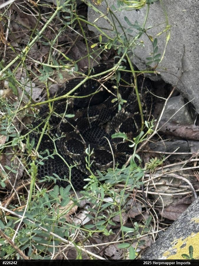 Timber Rattlesnake