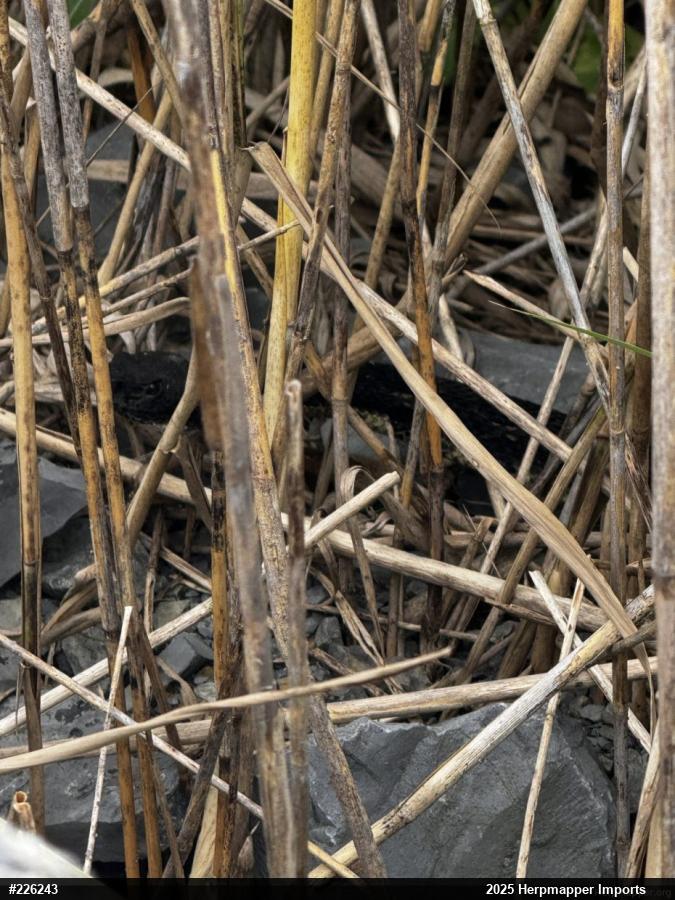 Timber Rattlesnake