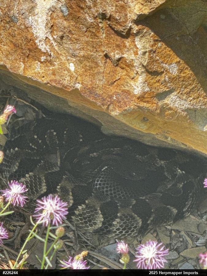 Timber Rattlesnake