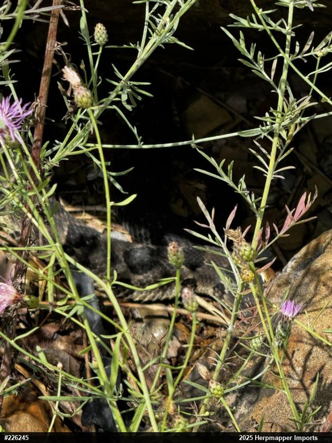 Timber Rattlesnake