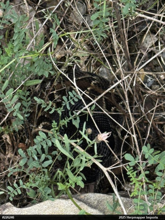 Timber Rattlesnake