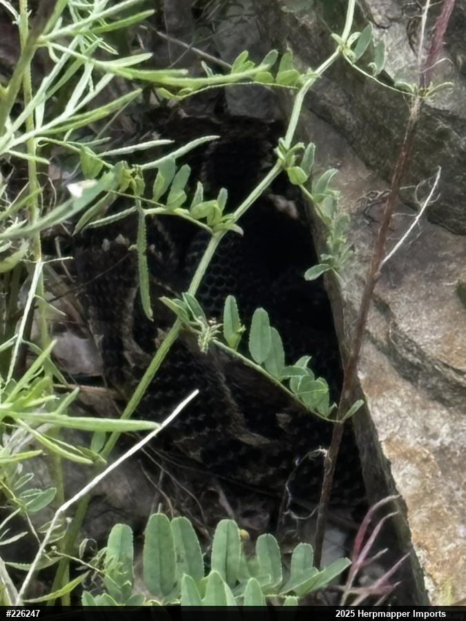 Timber Rattlesnake