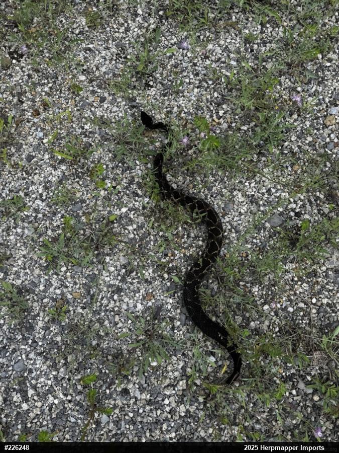 Timber Rattlesnake