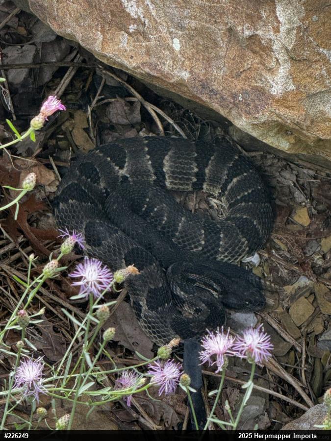 Timber Rattlesnake