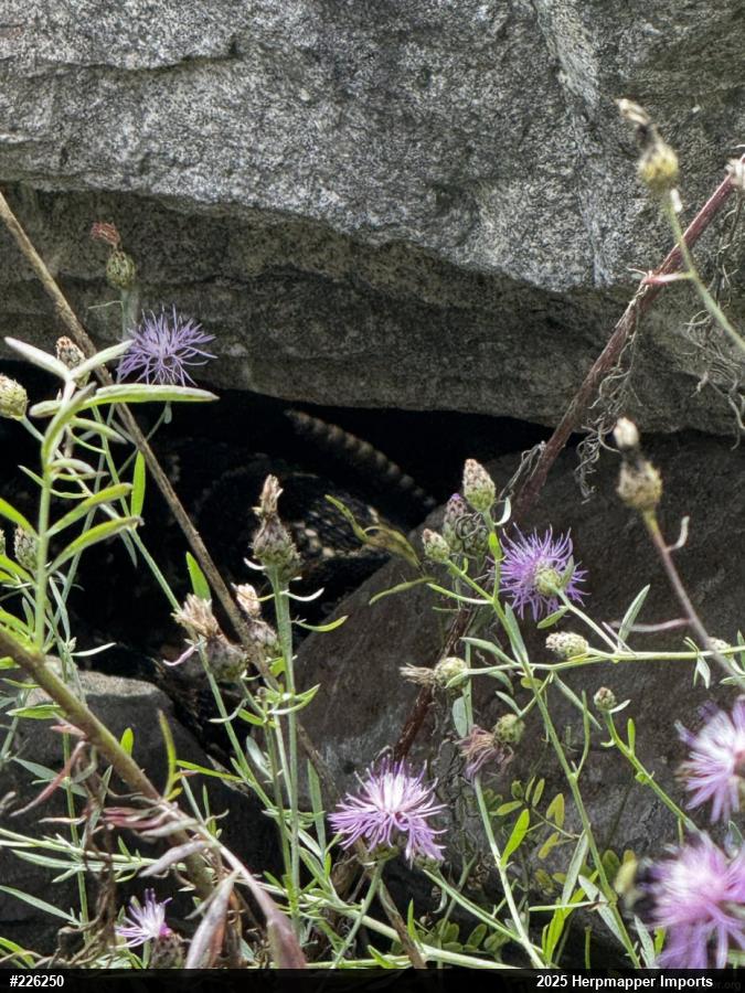 Timber Rattlesnake