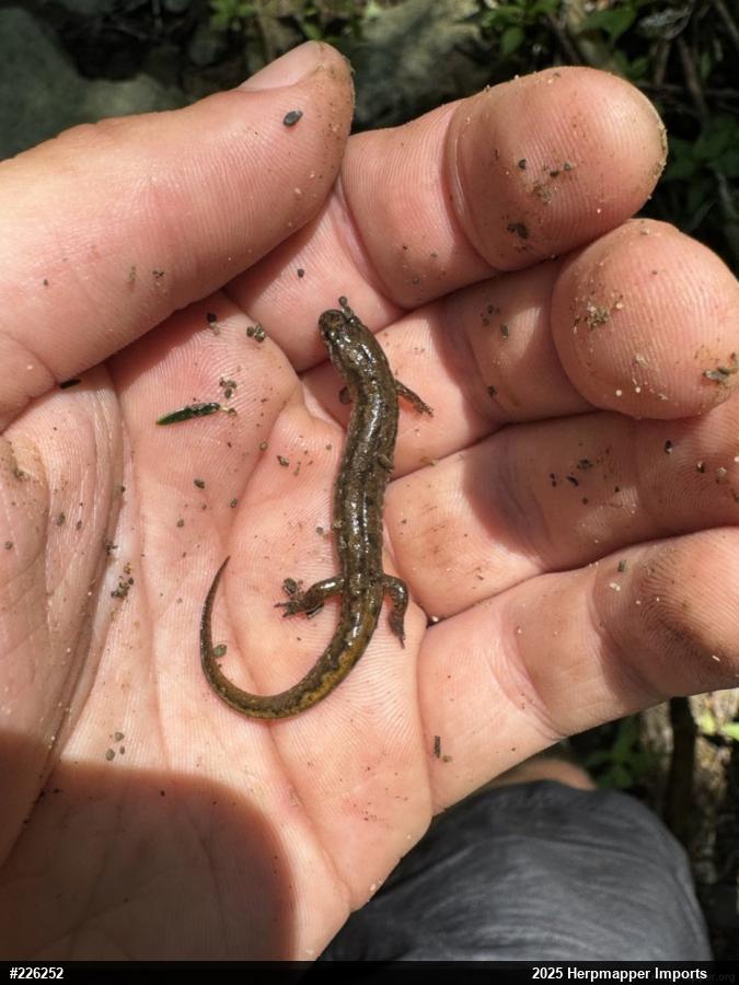 Northern Dusky Salamander