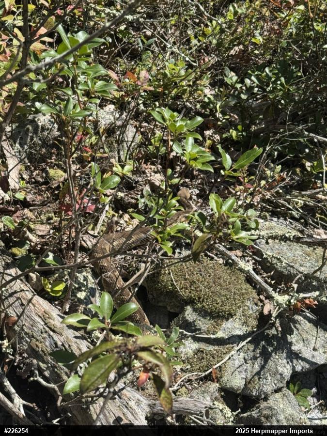 Timber Rattlesnake