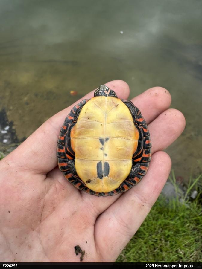 Painted Turtle