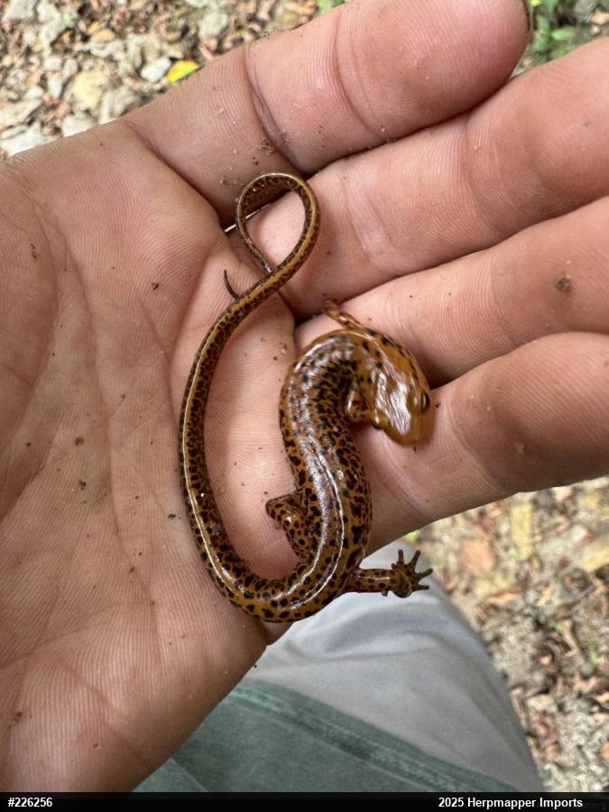 Eastern Long-tailed Salamander