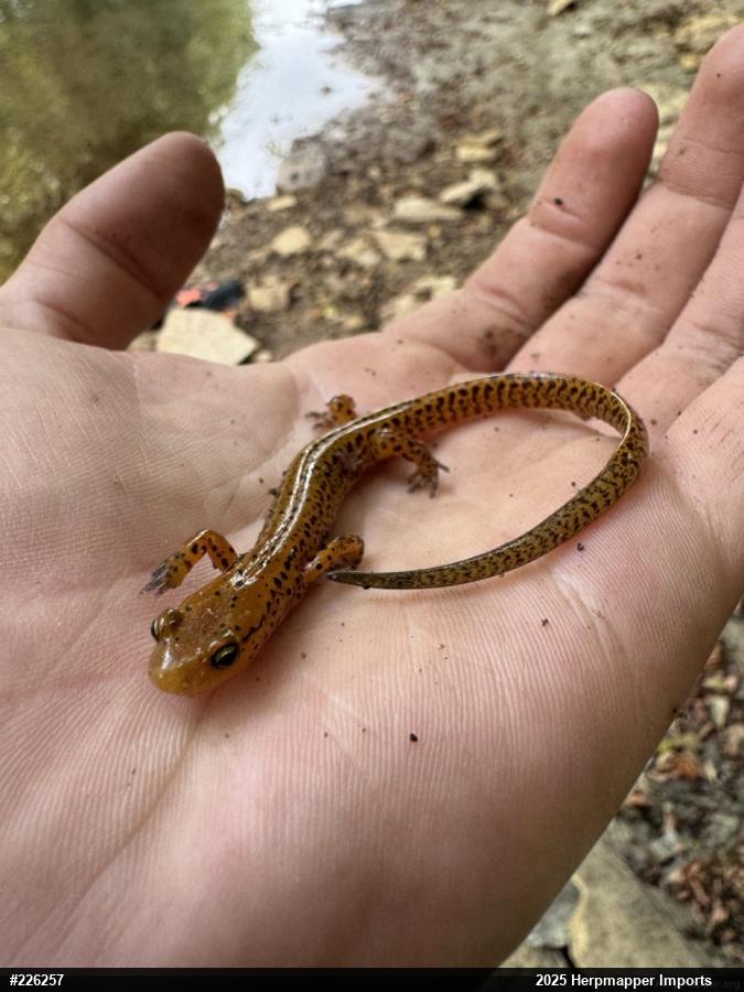 Eastern Long-tailed Salamander