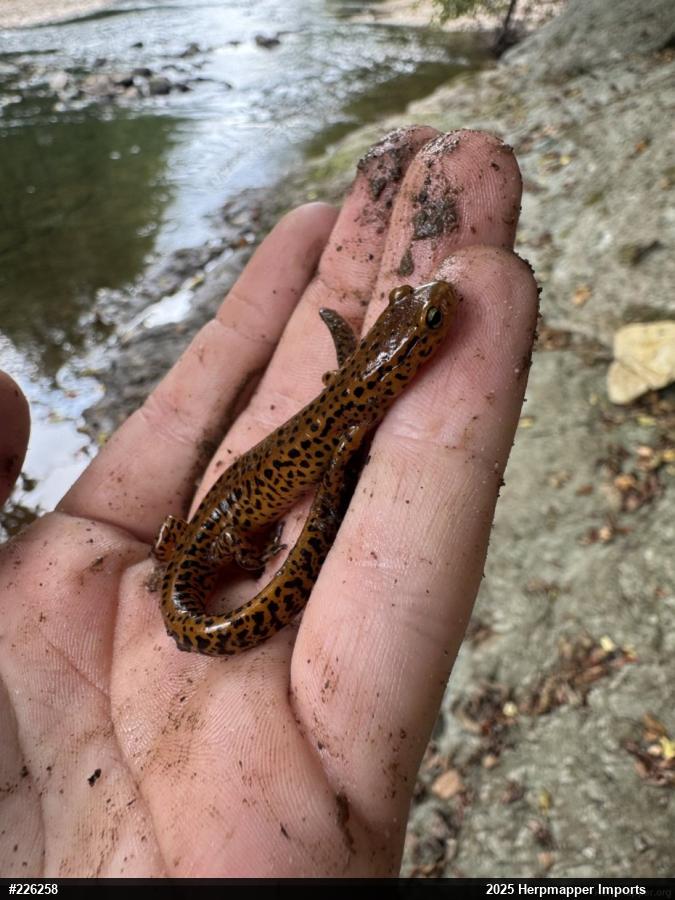 Eastern Long-tailed Salamander