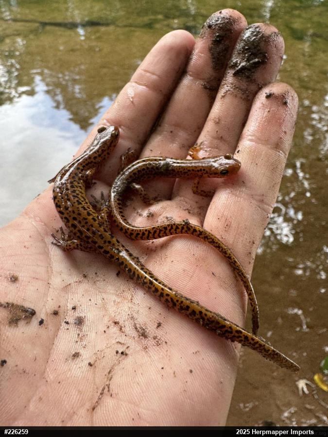 Eastern Long-tailed Salamander