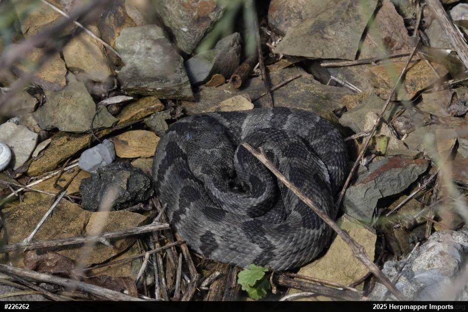 Timber Rattlesnake