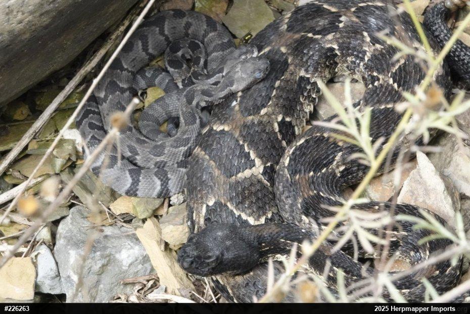 Timber Rattlesnake