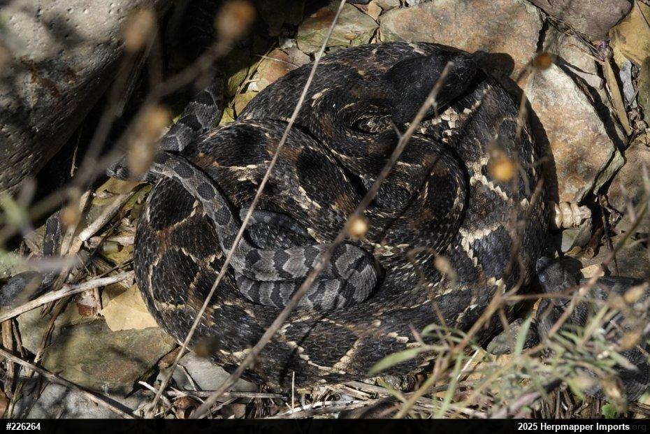 Timber Rattlesnake