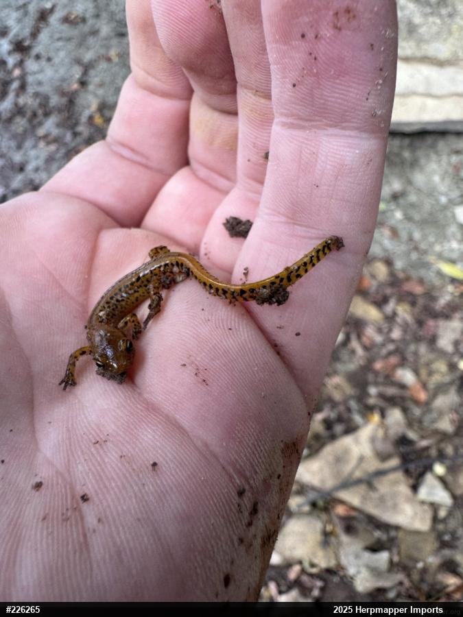 Eastern Long-tailed Salamander