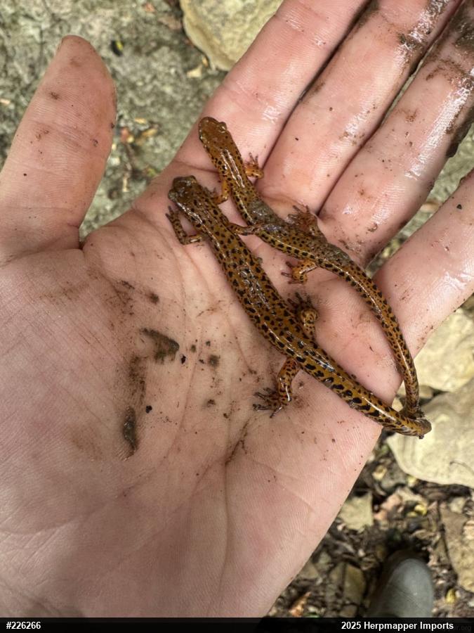 Eastern Long-tailed Salamander