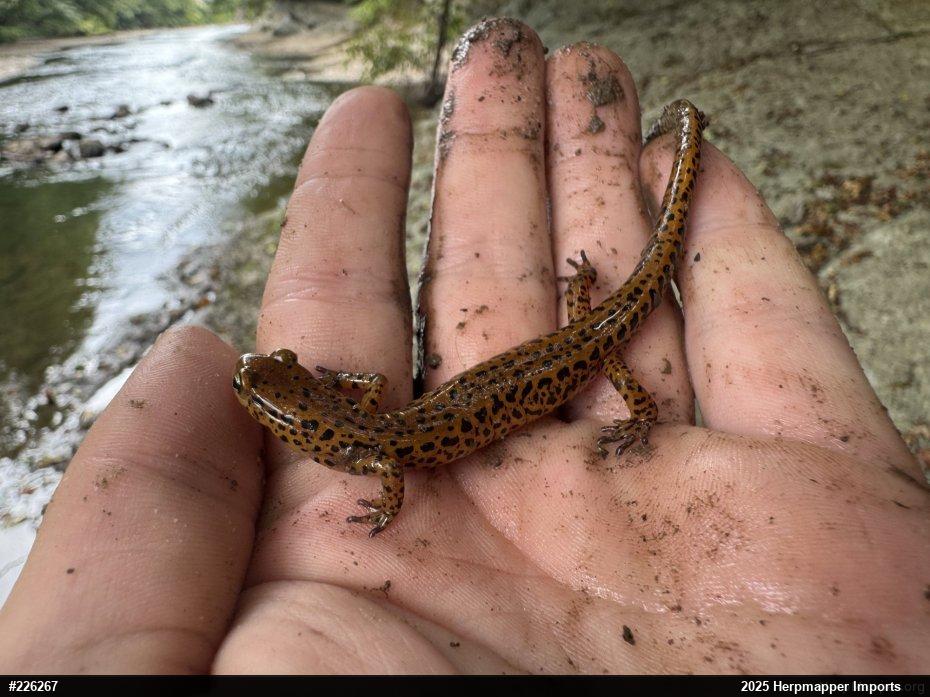 Eastern Long-tailed Salamander