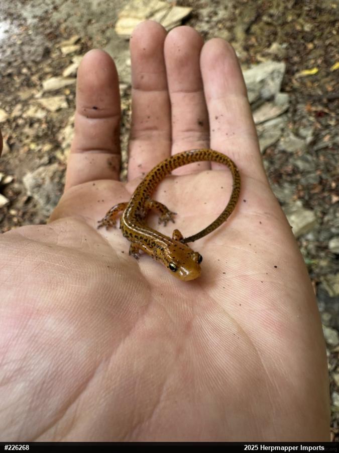 Eastern Long-tailed Salamander