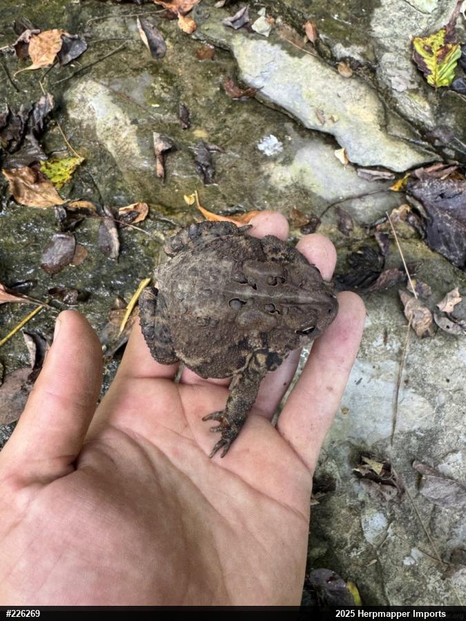 Eastern American Toad