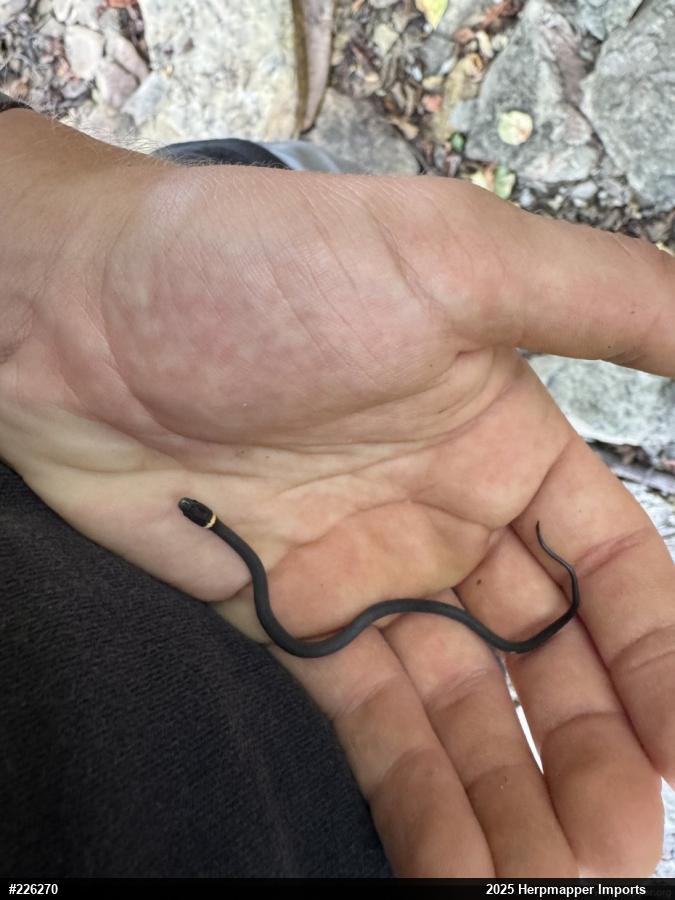 Northern Ring-necked Snake