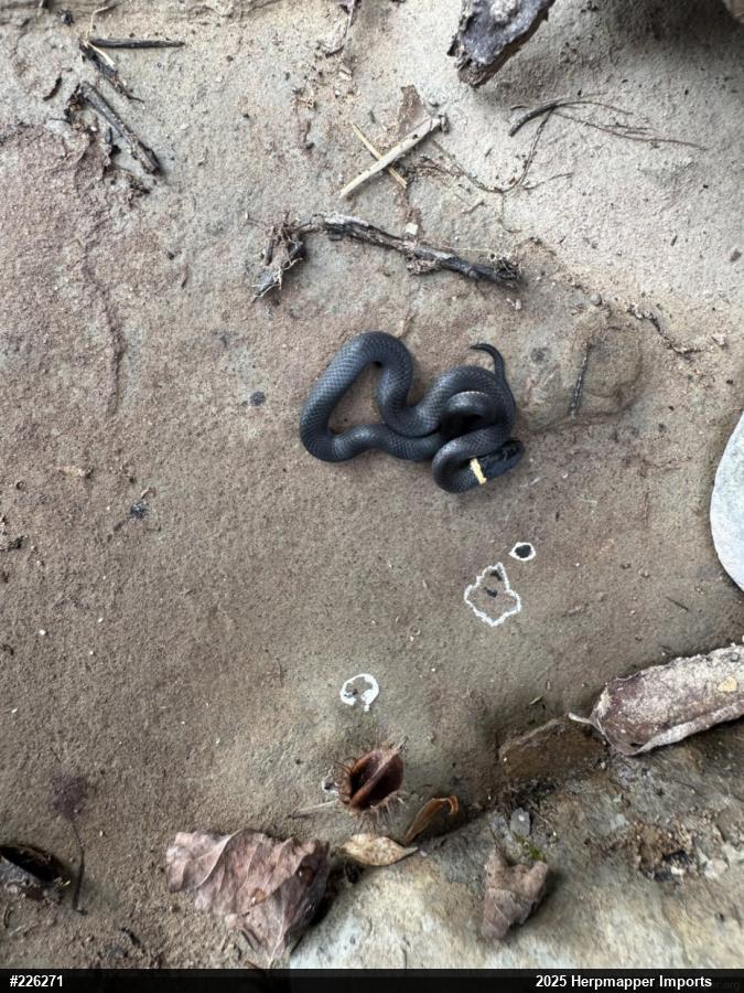 Northern Ring-necked Snake