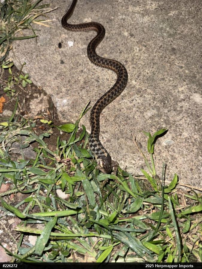 Eastern Gartersnake