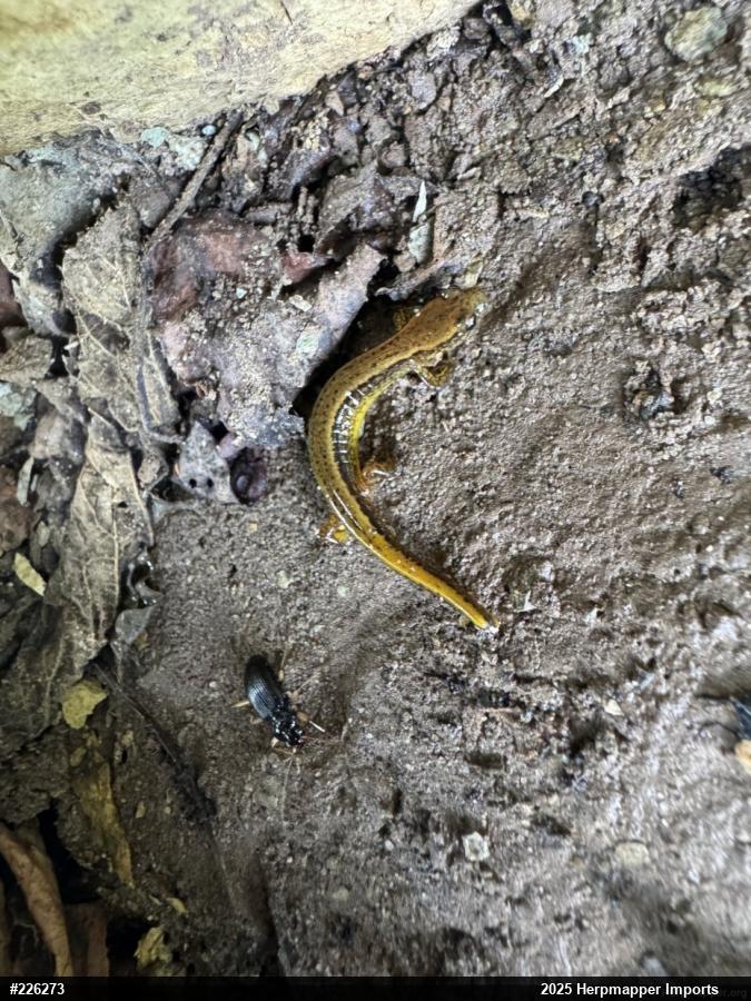 Northern Two-lined Salamander