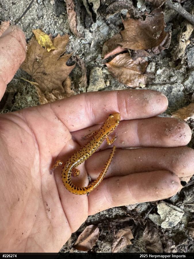 Eastern Long-tailed Salamander