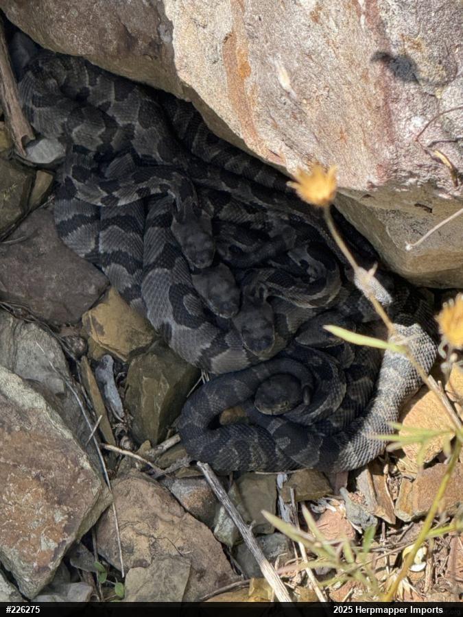 Timber Rattlesnake