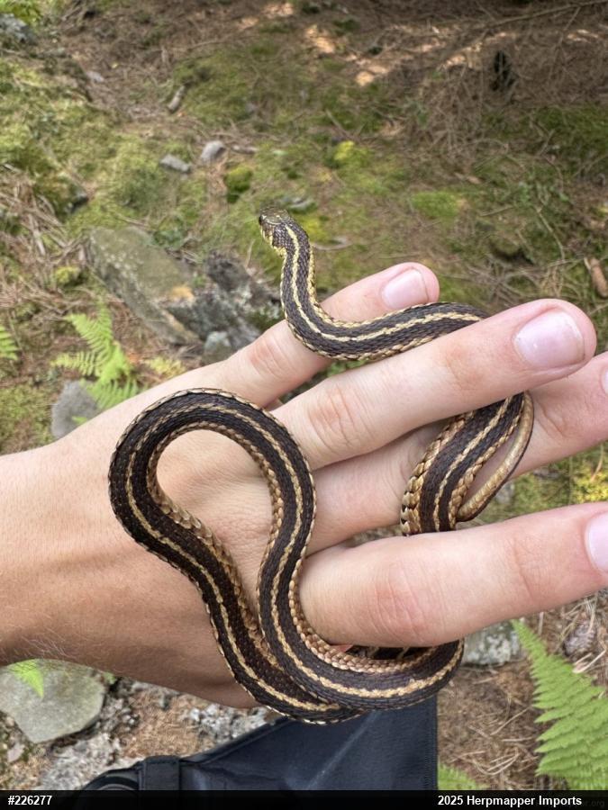 Eastern Gartersnake