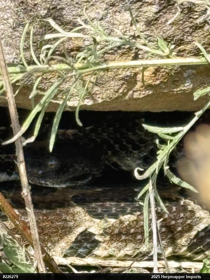 Timber Rattlesnake