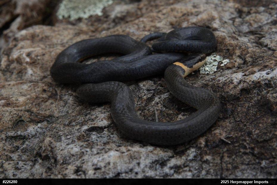 Northern Ring-necked Snake
