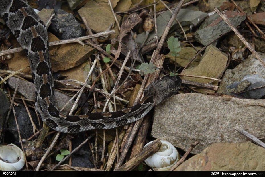 Timber Rattlesnake