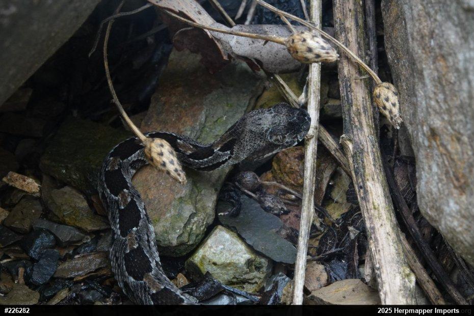 Timber Rattlesnake