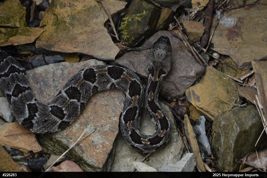 Timber Rattlesnake