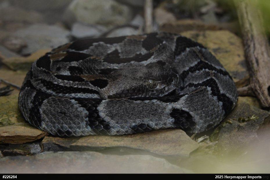 Timber Rattlesnake