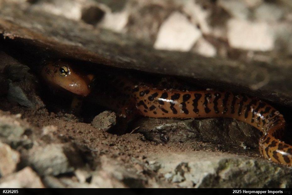 Eastern Long-tailed Salamander