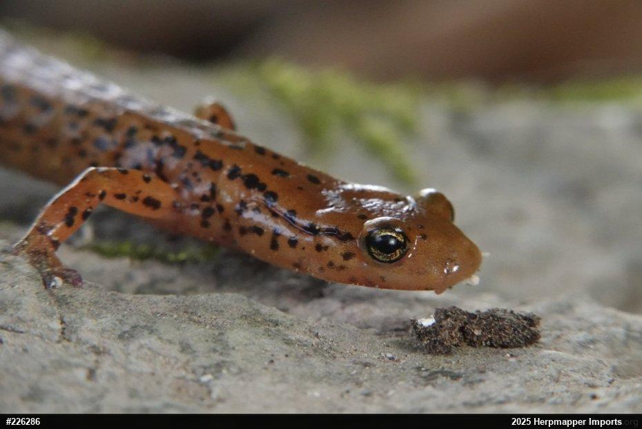 Eastern Long-tailed Salamander
