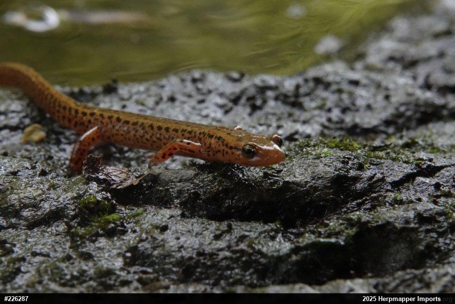 Eastern Long-tailed Salamander
