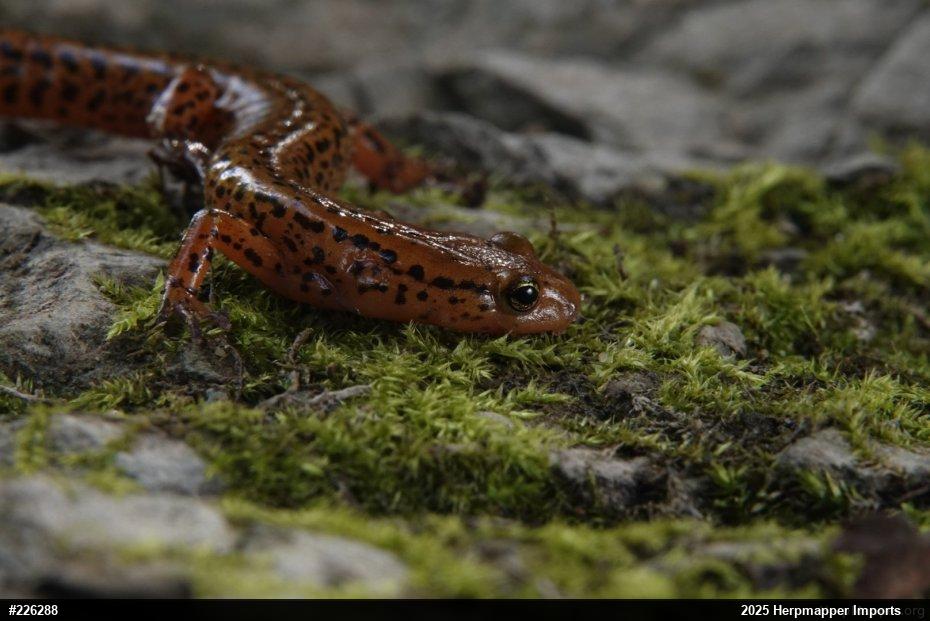 Eastern Long-tailed Salamander