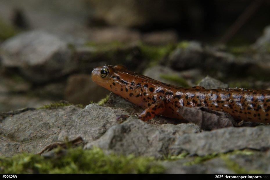 Eastern Long-tailed Salamander