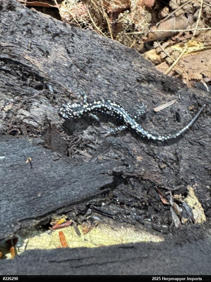 Northern Slimy Salamander