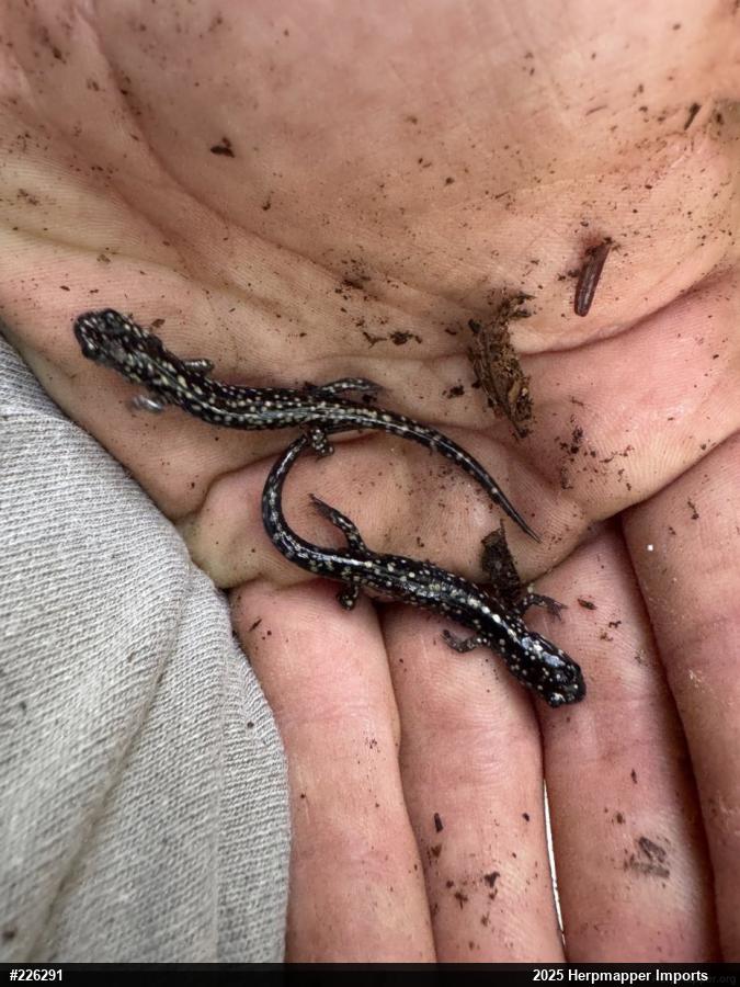Northern Slimy Salamander