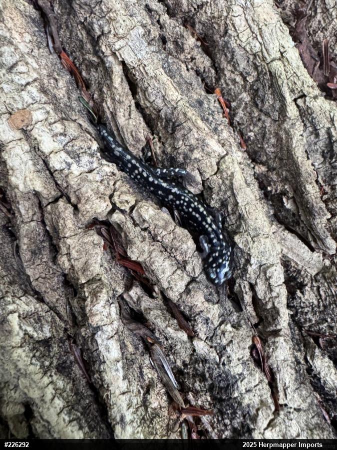 Northern Slimy Salamander