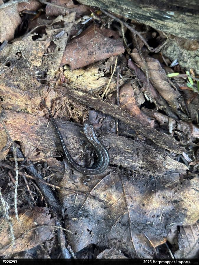 Allegheny Mountain Dusky Salamander