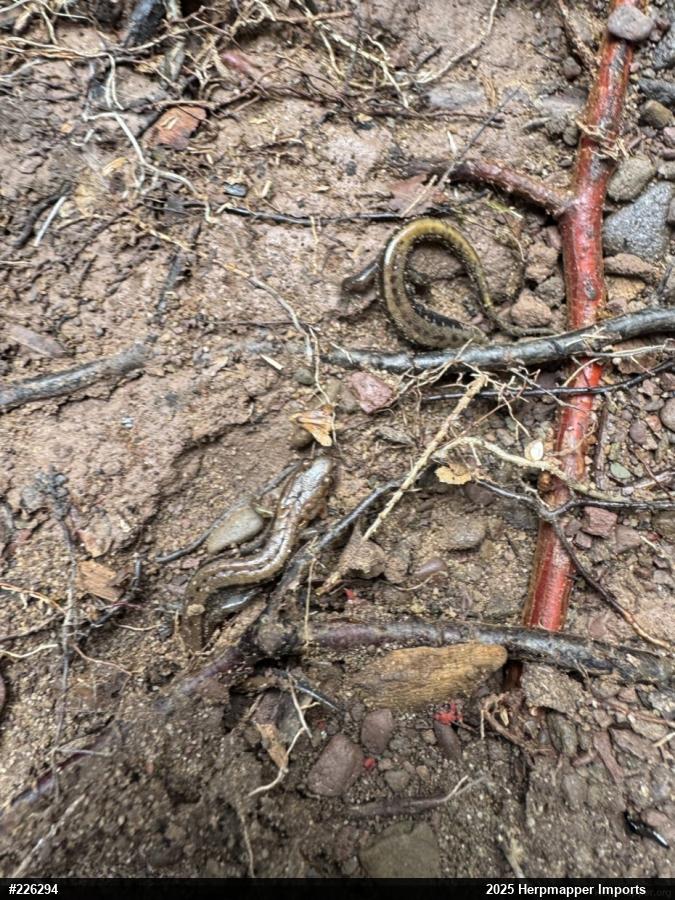 Allegheny Mountain Dusky Salamander
