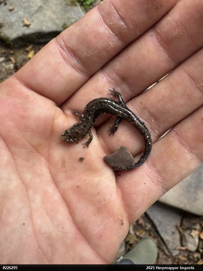 Allegheny Mountain Dusky Salamander